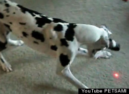 Dalmation chasing a laser beam.