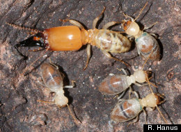 The picture shows a soldier, two white workers and two blue workers of the termite species Neocapritermes taracua. The two bluish spots high on the back of the abdomen of the two blue workers contain crystals.