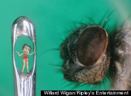 Willard Wigan is the world's foremost microscopic artist. He uses the wings of flies to paint his tiny sculptures.