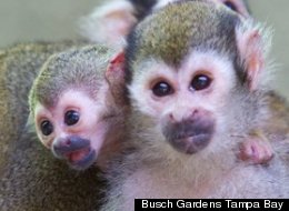 A baby squirrel monkey joins two other new arrivals, a baby giant anteater and kangaroo, at Busch Gardens Tampa Bay