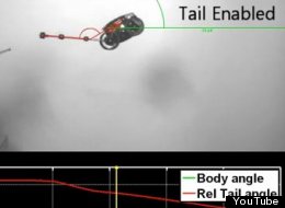 Robots could have tails in the future after a study found they could right themselves in mid-air