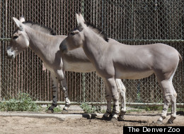 Pictured above are two male Somali wild assses named Kalifa and Kamowa who just arrived from the San Diego Wild Animal Park. (Photo courtesy of The Denver Zoo)