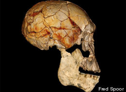 Four decades ago, in 1972, the Koobi Fora Research Project (KFRP) discovered the enigmatic fossilized skull known as KNM-ER 1470, or