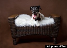 Adopt-a-HuffPet