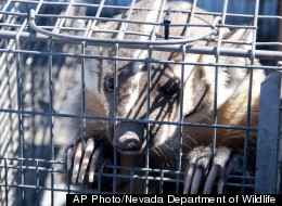 A badger escaped a tranquilizer dart and sought refuge in a Nevada store, prompting a standoff between customers and the animal until animal control officers arrived with a baited cage.