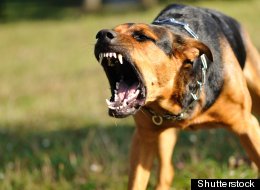Owners of aggressive dogs are more likely to be aggressive themselves, a new study finds.