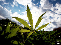 Marijuana leaf.