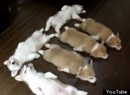 So many corgi puppies. We're speechless. (YouTube)