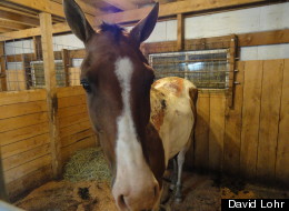 Police in Pennsylvania are trying to determine who doused this horse with a flammable substance and set it on fire.