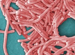 La legionella est une forme de pneumonie
