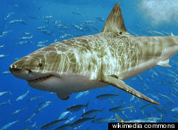 Surfer Jon Hines, 34, survived a shark attack in Western Australia on Aug, 28, allegedly fighting off the shark with his bare hands. At this time, the type of shark involved in the attack remains unidentified.
