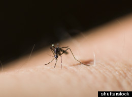 The health department in Durham Region east of Toronto says it has documented seven cases of West Nile so far this year. SHUTTERSTOCK