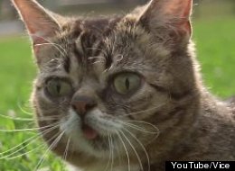 'Lil Bub & Friendz' will explore the phenomenon of Internet cat videos, using Lil Bub as a protagonist.