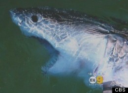 A great white shark was caught by an angler who was fishing for bat rays on the Manhattan Beach Pier; when it was released, it swam right under a swimmer, according to aquarium director Eric Martin.