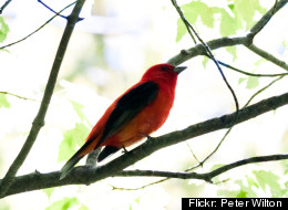 The scarlet tanager, pictured, is one of the bird species that may be be migrating over Manhattan on September 11.