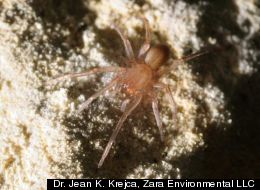 Jean Krejca, the biologist who discovered the endangered spider in Texas, snapped a photo of the rare eyeless arachnid. (Photo courtesy of Dr. Jean K. Krejca, Zara Environmental LLC)