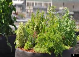 Located in Quebec City, Panache is one of Canada's restaurants with a rooftop garden (Auberge Saint-Antoine)
