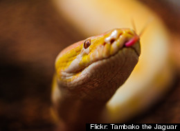 An albino Burmese python. A similar 12- to 15-foot-long snake was discovered near Waukegan Municipal Beach in suburban Chicago this week.