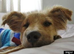 Loba suffered from malnourishment and a horrible face wound, but she made a miraculous recovery after volunteers in Argentina rescued her. She is now up for adoption.