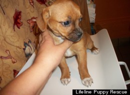 Natalie (pictured) is one of the adorable adoptable puppies available this week at Lifeline Puppy Rescue.