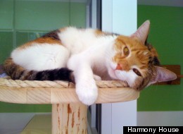 Clarissa is an affectionate 2-year-old Calico female cat who would like to be an only pet.