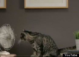 Norman the cat is the spokescat for Loblaw's sustainable seafood program.