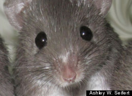 The African spiny mouse (Acomys percivali) can regenerate skin when wounded and even regrow ears that had been punctured.