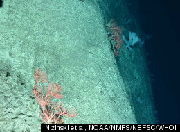 Soft coral, probably Paragorgia arborea, on the edge of Hendrickson Canyon, off the coast of New Jersey.