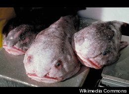 The blobfish (Psychrolutes marcidus) is on our list of the strangest creatures the deep sea has to offer.