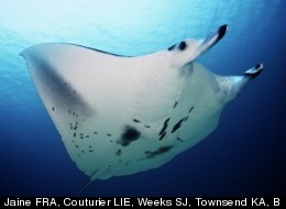 Manta rays keep clean with the help of