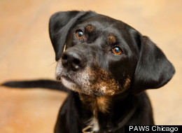 Speckles, a 6-year-old Labrador/Hound mix, is one of many local pets anxiously awaiting a forever home in Chicago.