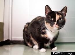 Rubie, a 1-year-old Calico, is one of many Chicago-area rescue pets in need of forever homes.