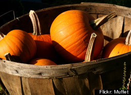 Flickr: Muffet