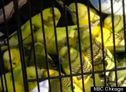 Some of the more than 300 live birds taken from the Aurora, Ill. animal hoarder's home Friday.