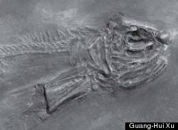 A fossil specimen of the earliest known flying fish, Potanichthys xingyiensis, discovered in southwest China.