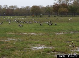 Remnants of flood waters remained on a soccer field last week in Red Hook, Brooklyn.