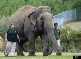 Lucy the elephant at the Edmonton Zoo. Toronto city council passed a motion telling Edmonton to let go of Lucy the elephant. (CP)