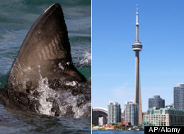 Ontario superior court Justice James Spence has ruled that Toronto's ban on the sale of shark fins and other such products is not valid. (AP/Alamy)