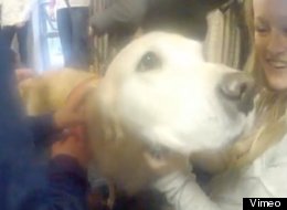 How do you say no to that face? Dalhousie's dog room was a huge success for the university. (Vimeo)