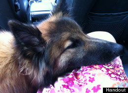 Maya, a purebred Belgian shepherd, will visit SFU students to help calm their nerves during exams. (SFU)