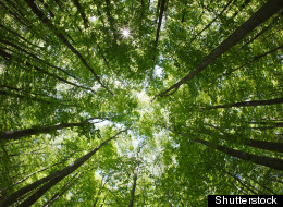 (Shutterstock)