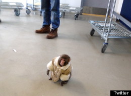 Darwin was sent to a sanctuary northeast of Toronto last year after he was found running around an Ikea parking lot wearing a little shearling coat. TWITTER