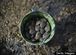 Clams sold in B.C. must come from open shellfish harvesting areas and from sources that pass a federal inspection. (Getty)
