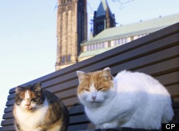 A decades-old cat sanctuary nestled behind Canada's Parliament buildings is heading towards a quiet end as its feline population slowly shrinks. (CP)