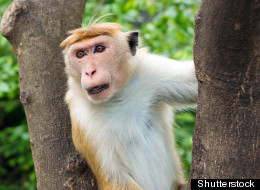 B.C. conservation officers are allegedly chasing a monkey on Vancouver Island. This is not the monkey in question. (Shutterstock)