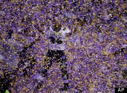 Baltimore Ravens nose tackle Ma'ake Kemoeatu (96) celebrates after the NFL Super Bowl XLVII football game against the San Francisco 49ers, Sunday, Feb. 3, 2013, in New Orleans. The Ravens won 34-31. (AP Photo/Charlie Riedel)