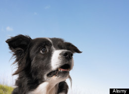 Alamy