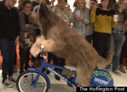 Norman, a 3-year-old French sheepdog, came to HuffPost Wednesday to ride a bike, a scooter and a skateboard.