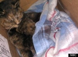 Blackfoot, a 7-month-old female Calico, was beaten and fatally shot in February.