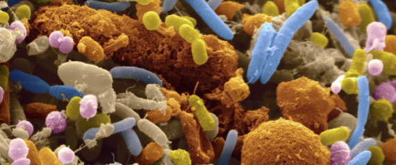 GUT BACTERIA